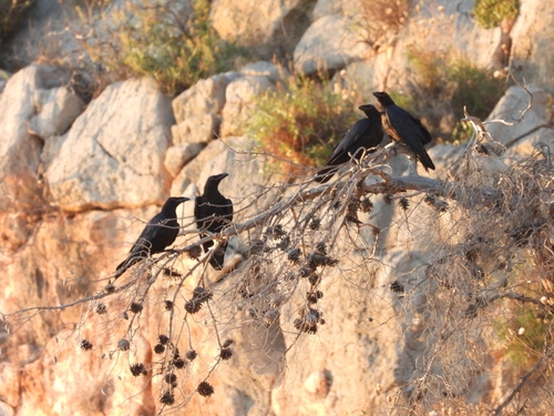 Common Raven