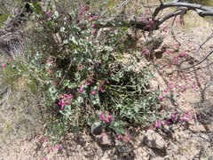 Penstemon pseudospectabilis