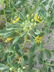 Cleomella obtusifolia