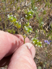 Cryptantha cycloptera