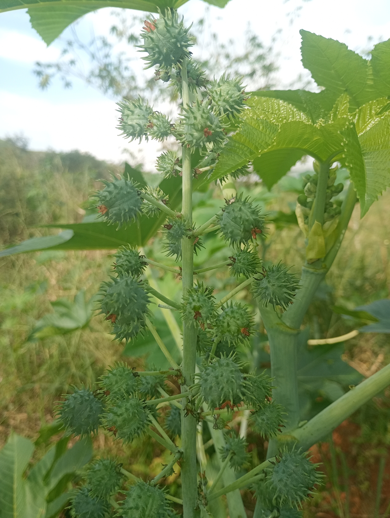 Ricinus communis