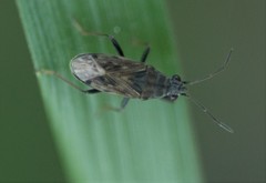 Peritrechus gracilicornis