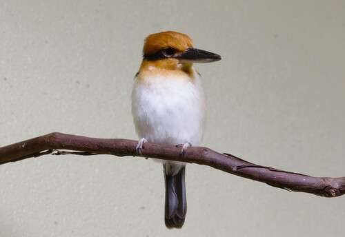 Guam Kingfisher