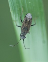 Peritrechus gracilicornis