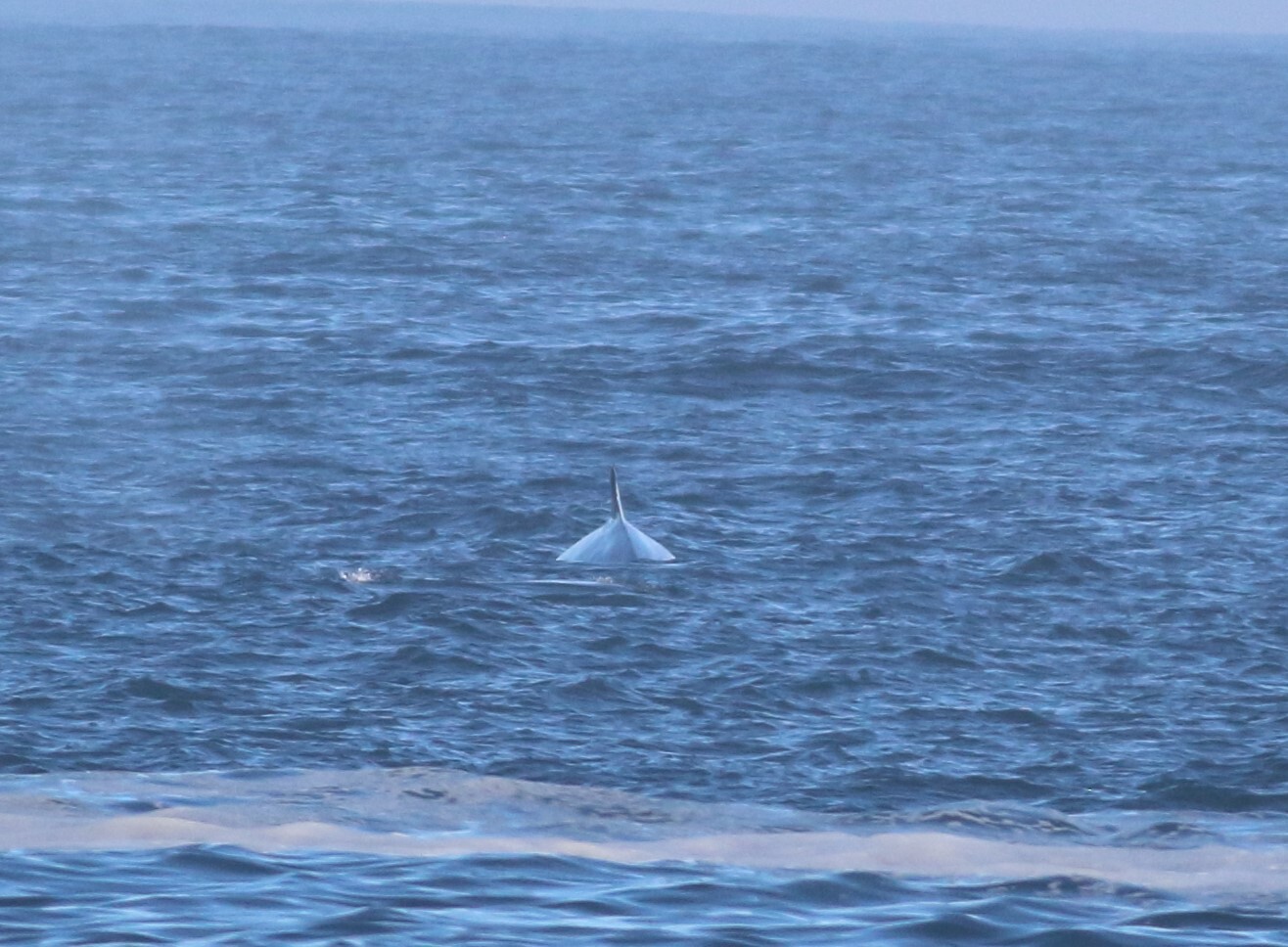 Balaenoptera edeni