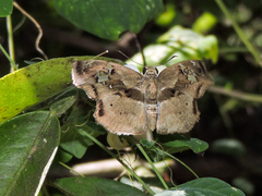 Quadrus lugubris lugubris