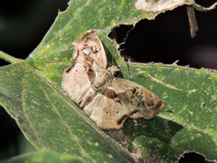 Quadrus lugubris lugubris