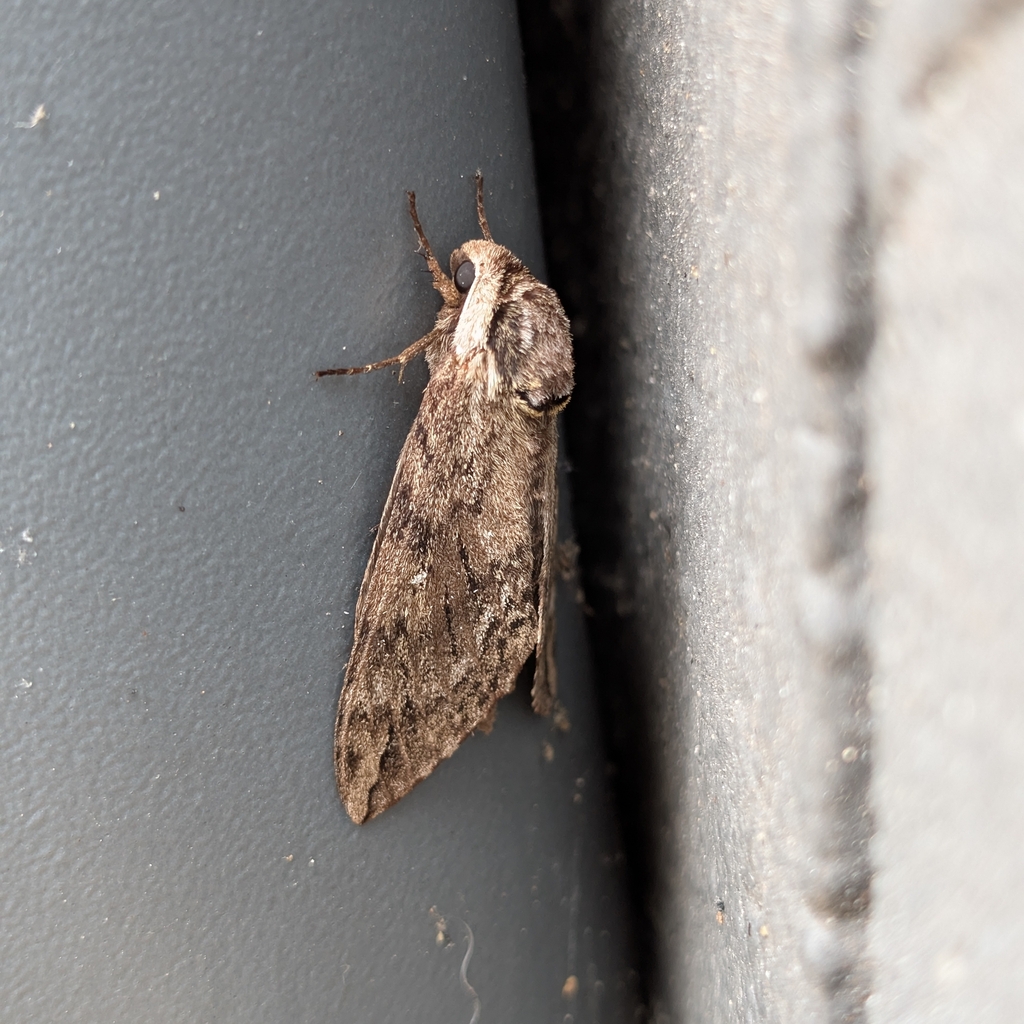 Catalpa sphinx (Ceratomia catalpae)