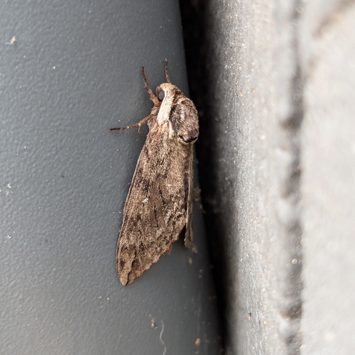 Catalpa Sphinx photo 4