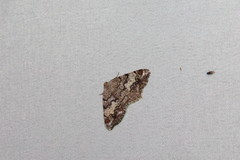 Macaria granitata