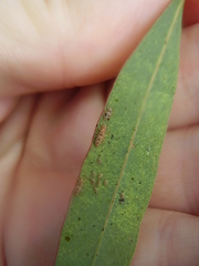 Thaumastocoris peregrinus