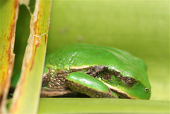 Gastrotheca cuencana