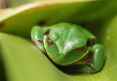 Gastrotheca cuencana