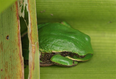 Gastrotheca cuencana