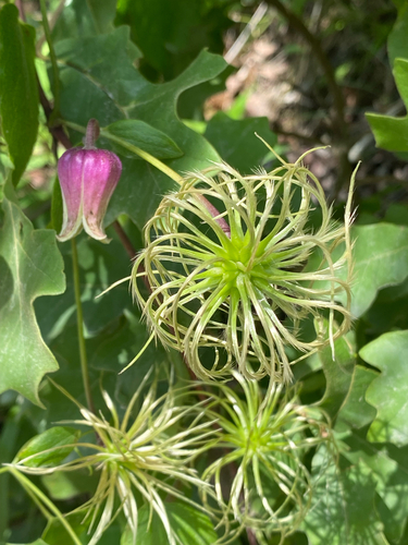 Clematis reticulata