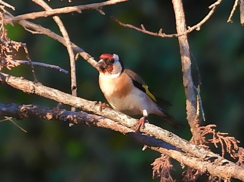 European Goldfinch