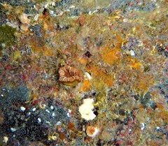 Caryophyllia