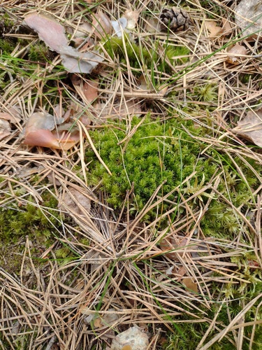 Dicranum spurium observed 2026-05-12
