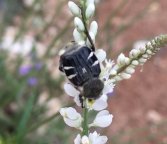 Trichiotinus texanus