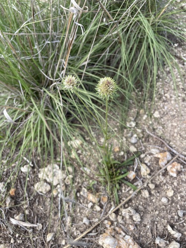 Marshallia caespitosa