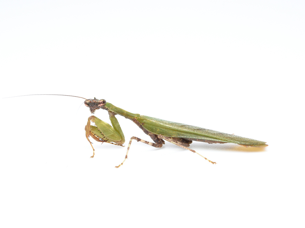 Acromantis grandis