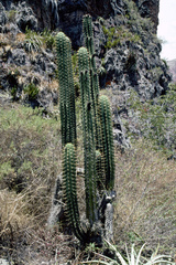 Trichocereus cuzcoensis