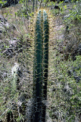 Trichocereus cuzcoensis