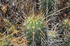 Trichocereus cuzcoensis