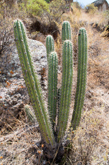 Trichocereus cuzcoensis