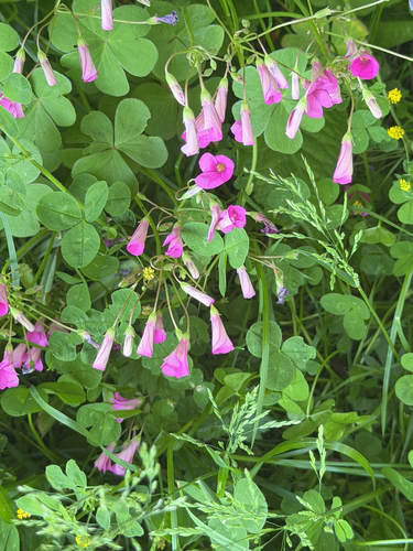 pink-sorrel