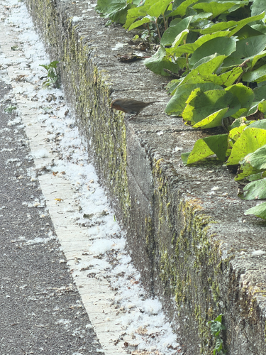 European Robin