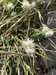 Carex baldensis, photograph author not stated, no rights reserved
