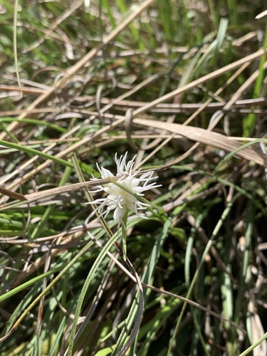 Carex baldensis, photograph 6