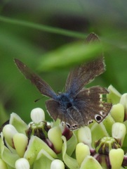 Echinargus isola