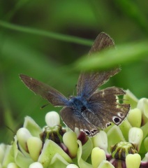 Echinargus isola