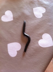 Pachyiulus oenologus