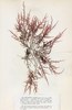 Chondracanthus teedei - Photo Pierre-Louis Crouan (1798-1871) & Hippolyte-Marie Crouan (1802-1871), no known copyright restrictions (public domain)