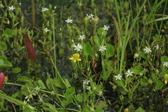 Stellaria crassifolia