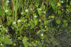 Stellaria crassifolia