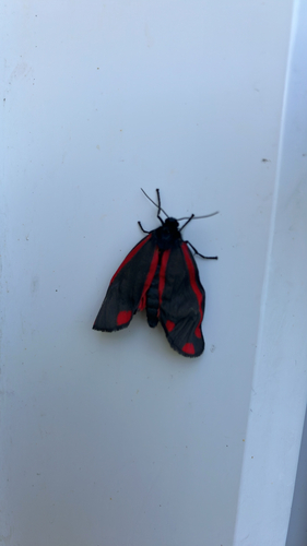 Cinnabar moth