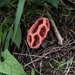 Kafes mantarı (Clathrus ruber)