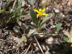 Camissoniopsis micrantha