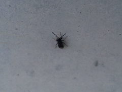 Scolopostethus decoratus