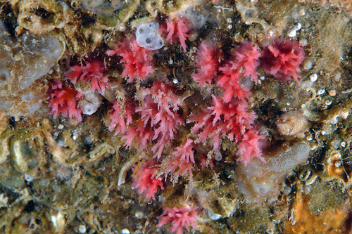 Foraminifère rouge