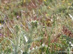 Centaurea melitensis