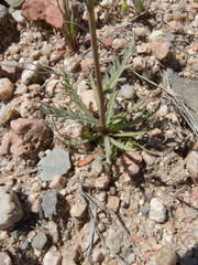 Gilia stellata