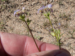Gilia stellata