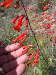 Penstemon subulatus