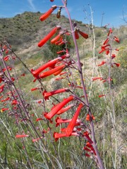Penstemon subulatus