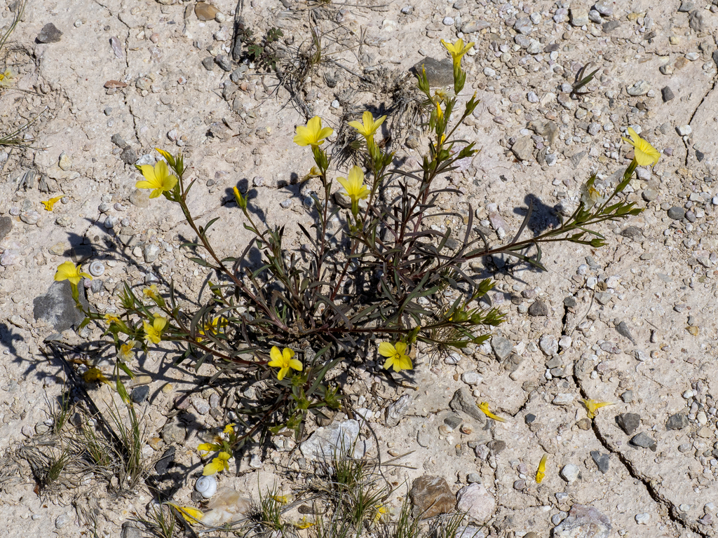 Linum campanulatum; photograph (c) Aubin NORMAND, some rights reserved (CC BY)